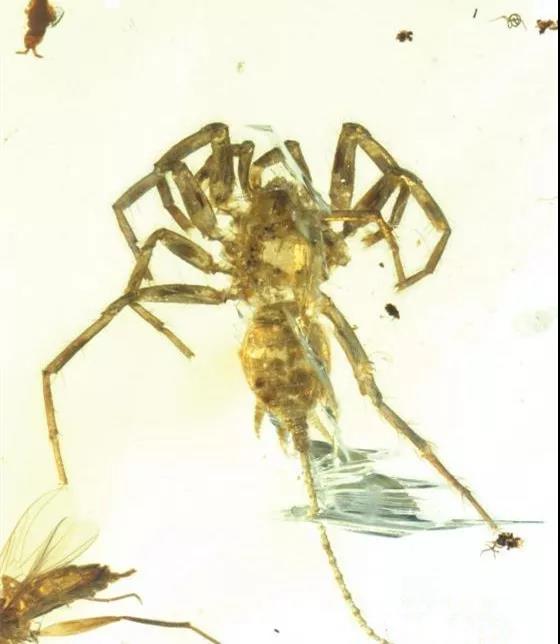 【缅甸虫珀】里发现一只长尾巴的怪物蜘蛛